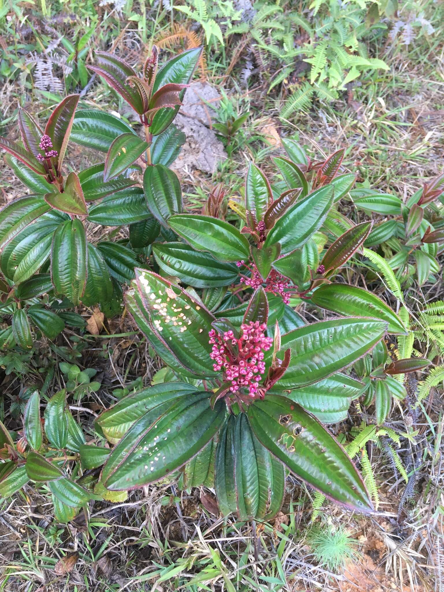 Image of Miconia ciliata (L. Rich.) DC.