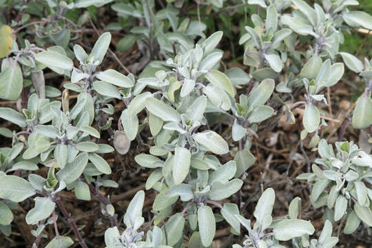 Imagem de Salvia officinalis L.