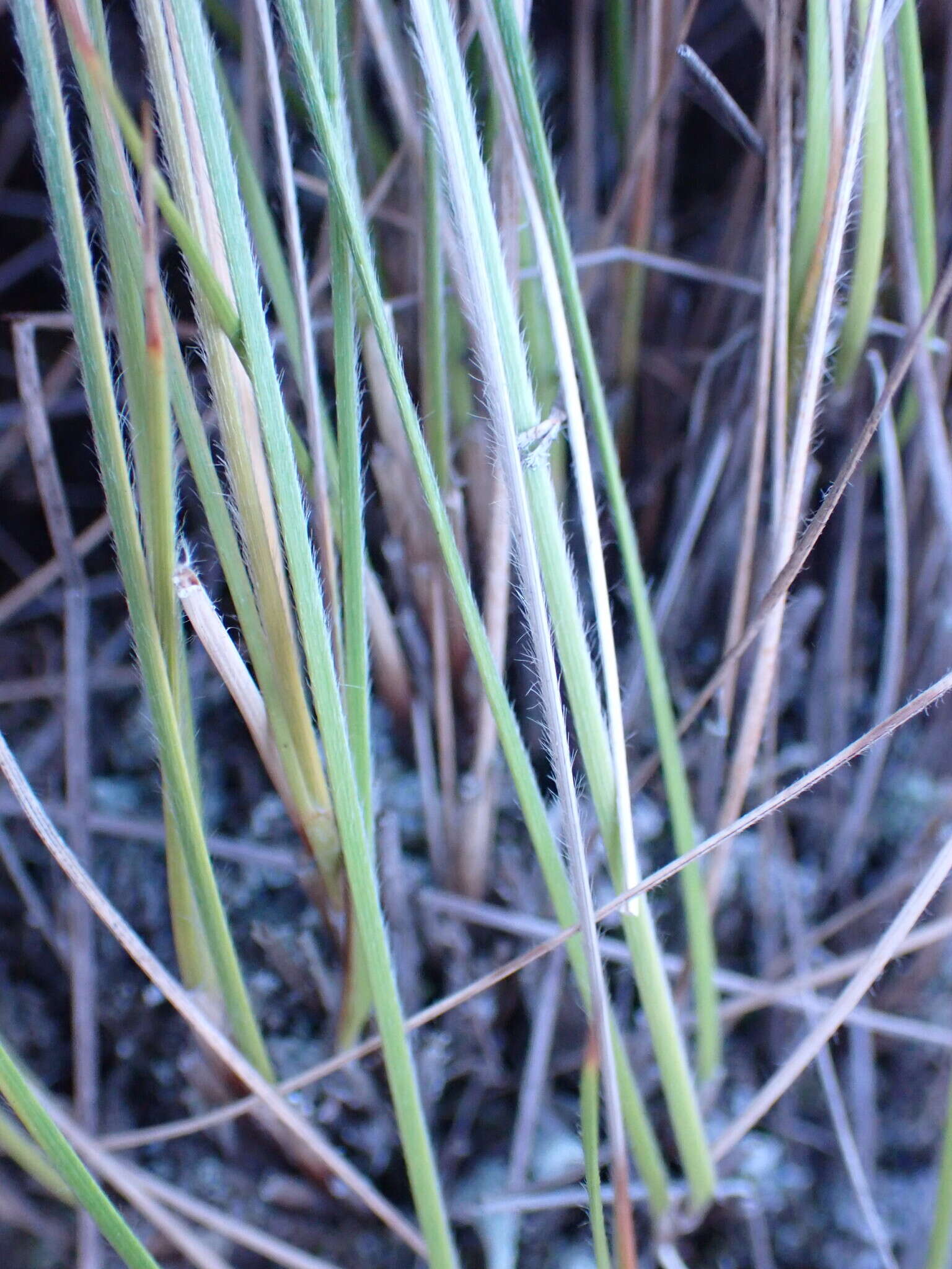 Image of Coleochloa