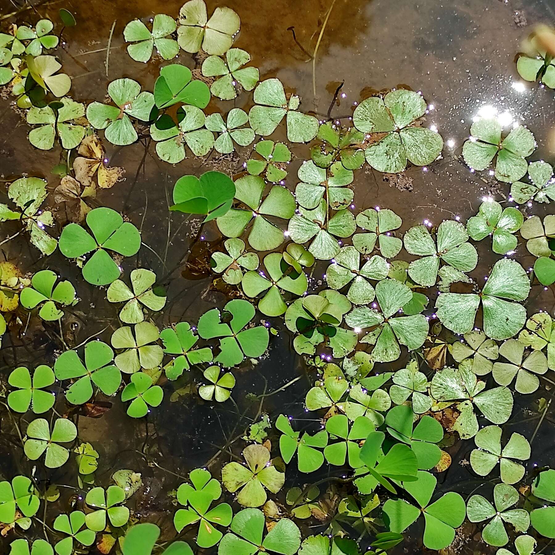 Plancia ëd Marsilea crenata C. Presl