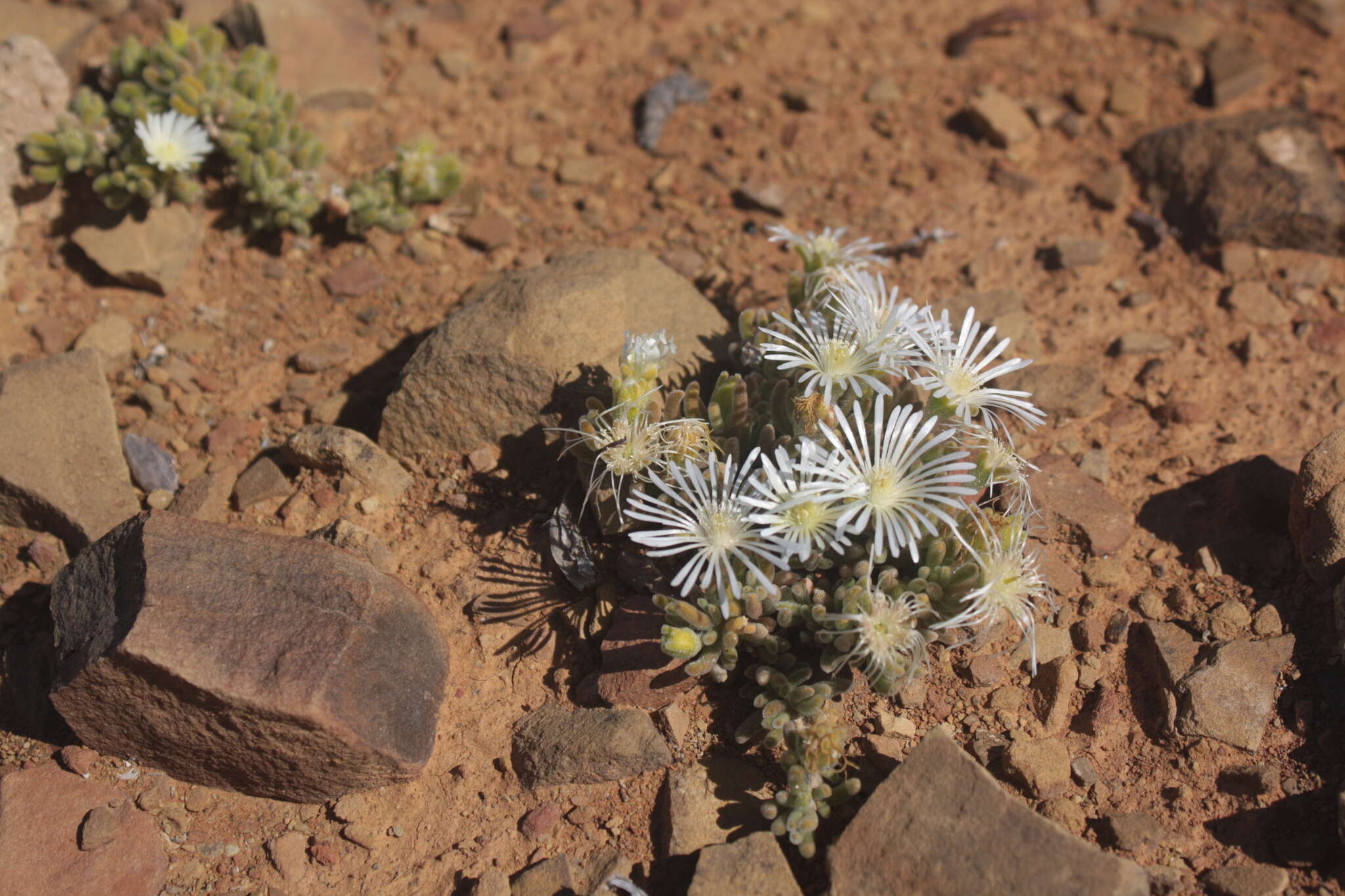 Imagem de Drosanthemum framesii L. Bol.