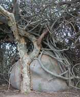 Image of Adenia globosa Engl.