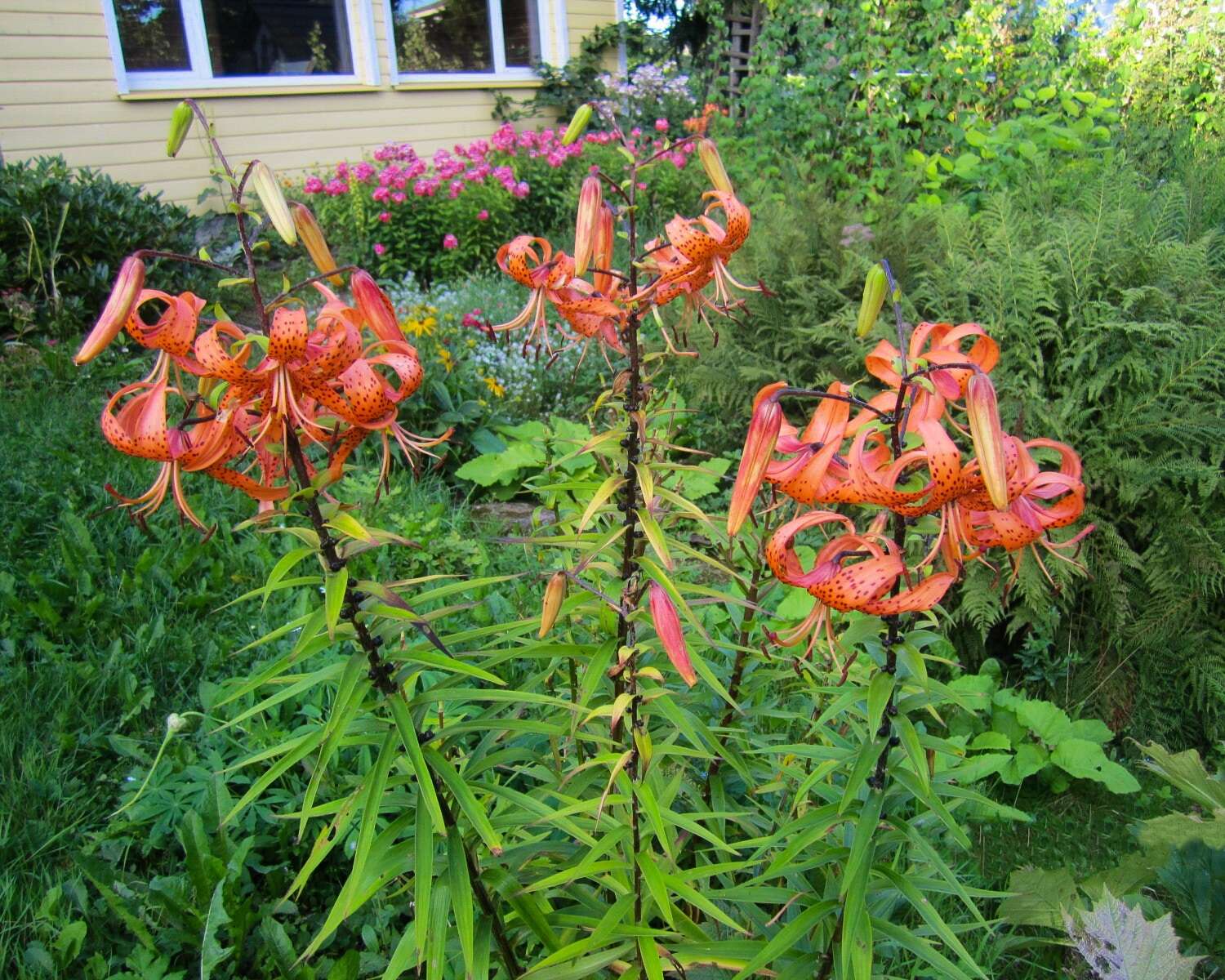 Image of Tiger lily