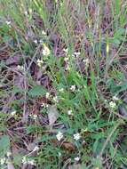 Image of white ballmustard