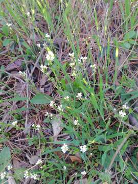 Image de Calepina irregularis (Asso) Thell.