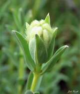 Image of Pimelea glauca R. Br.