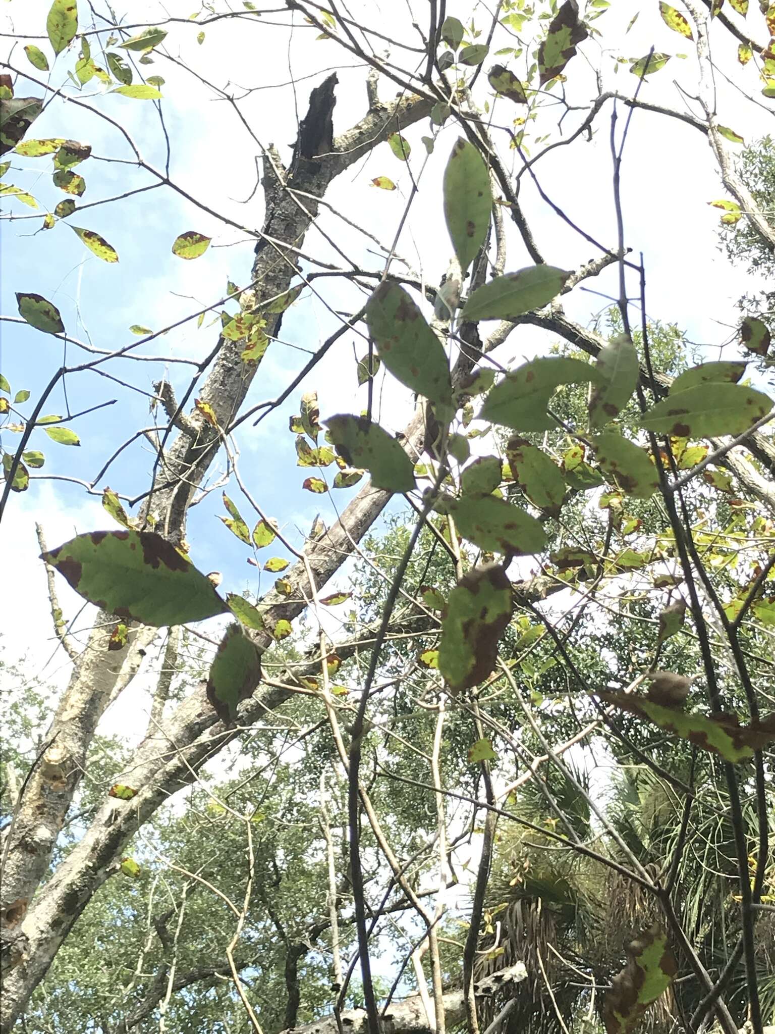 Image de Fraxinus caroliniana Mill.