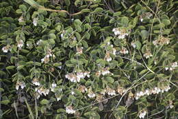 Слика од <i>Arctostaphylos montana</i> subsp. <i>ravenii</i>