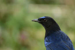 Image of Malabar Whistling Thrush