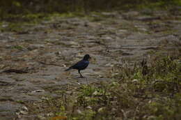 Image of Malabar Whistling Thrush