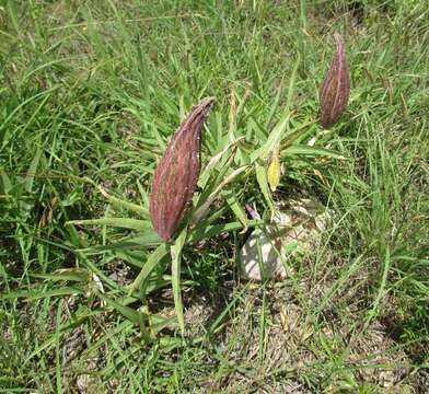 Image of spider milkweed