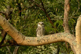 Image of Spotted Owlet