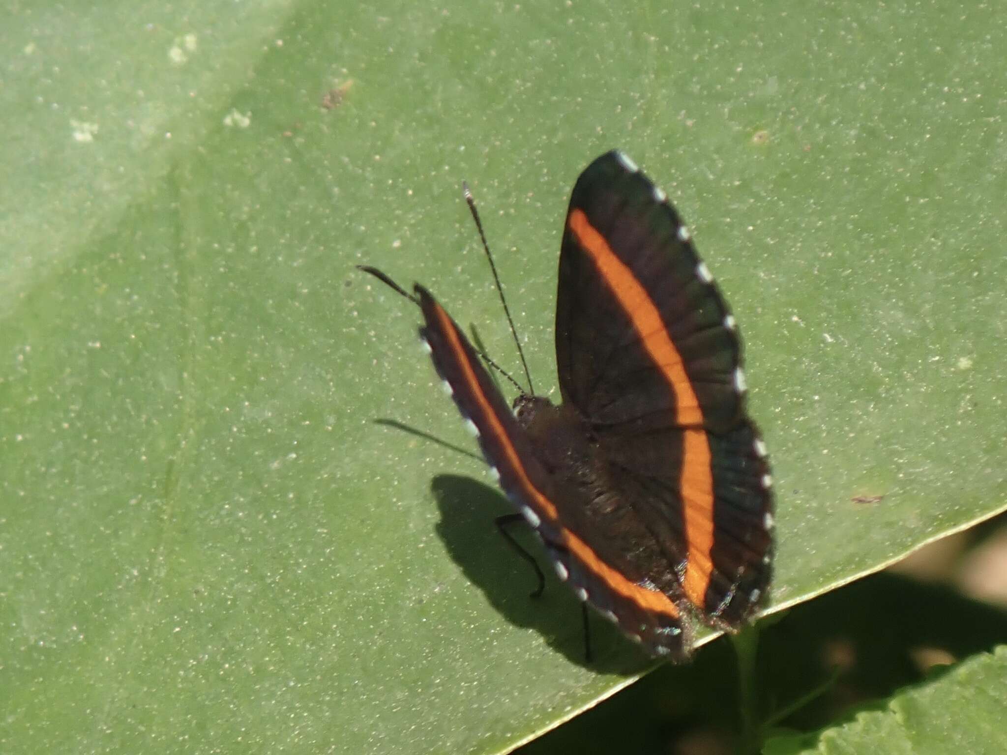 Image of Crocozona coecias Hewitson 1866