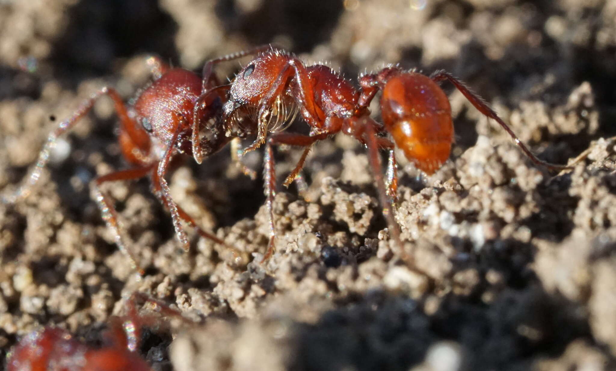 Слика од Pogonomyrmex subdentatus Mayr 1870