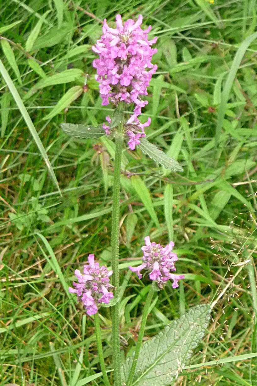 Image de Betonica officinalis L.