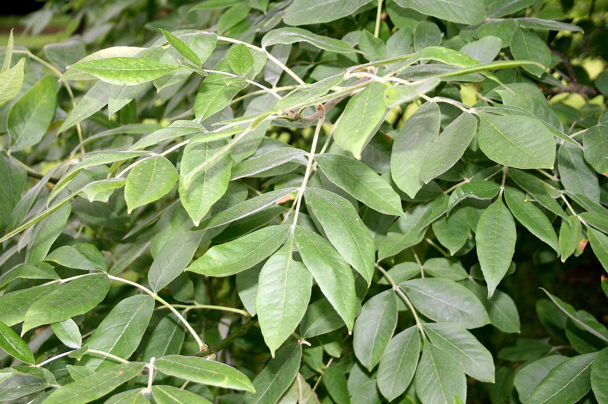 Слика од Fraxinus latifolia Benth.