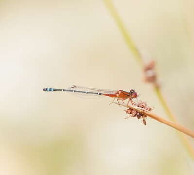 Image of Xanthagrion Selys 1876