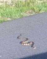 Image of Southern Water Snake