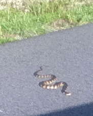 Image of Southern Water Snake