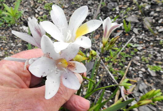 Freesia leichtlinii subsp. alba (G. L. Mey.) J. C. Manning & Goldblatt resmi