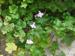 Image of Ivy-leaved Toadflax