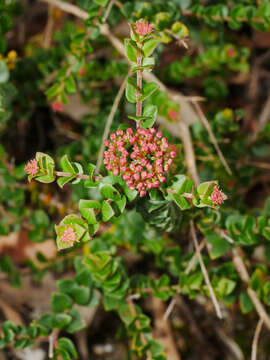 Imagem de Platysace lanceolata (Labill.) Druce