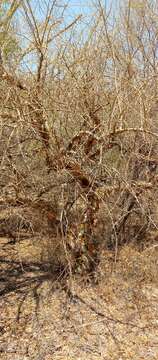 Image of Commiphora simplicifolia H. Perrier