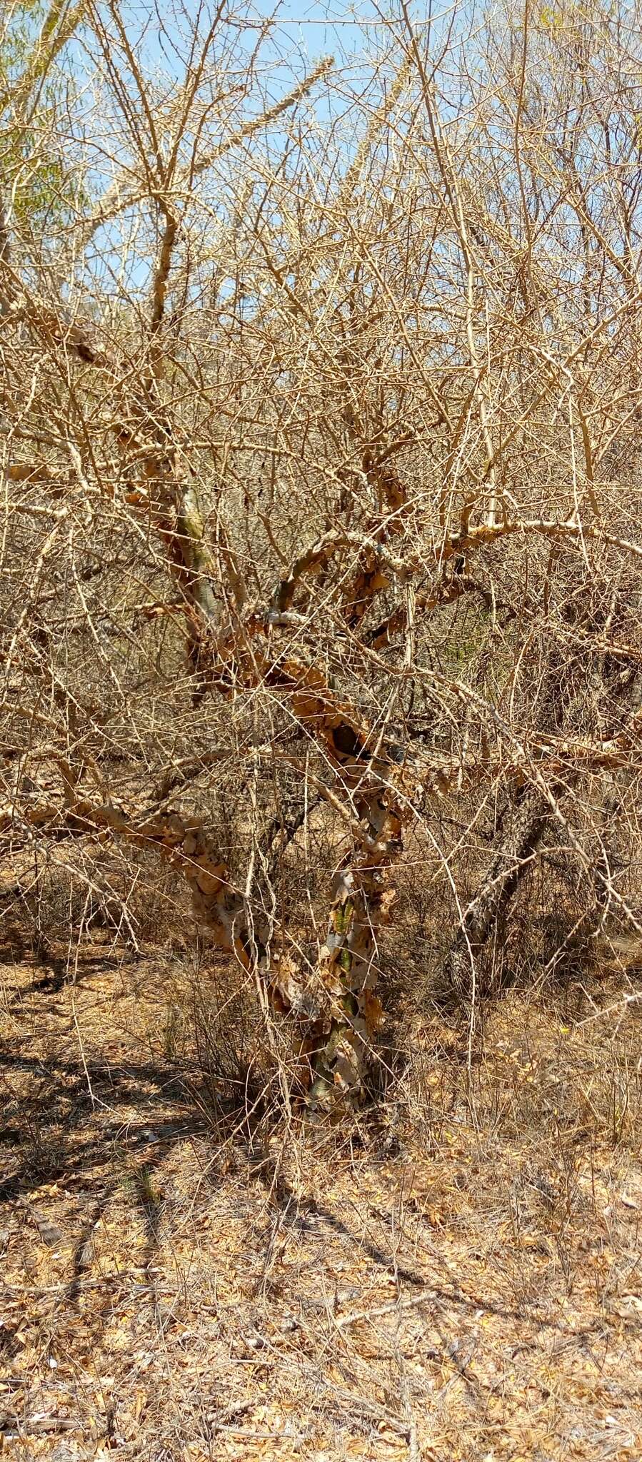 Plancia ëd Commiphora simplicifolia H. Perrier