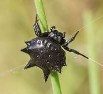 Image of Austracantha