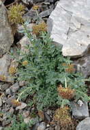 Image of Rhodiola heterodonta (Hook. fil. & Thoms.) A. Boriss.