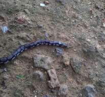 Image of Ceylonese Cylinder Snake