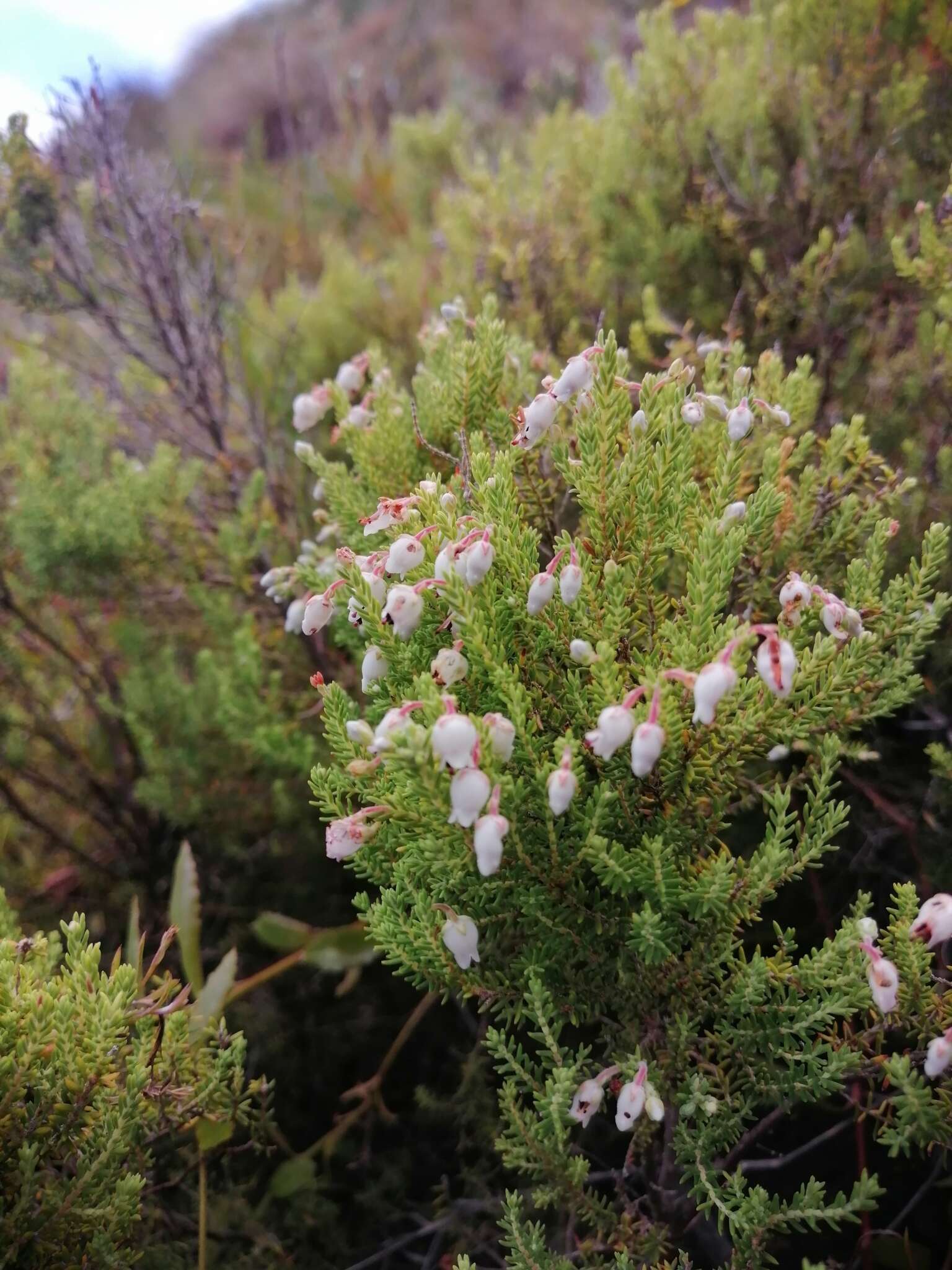 Image of Erica pubescens L.