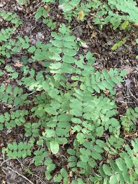 Image of Ouachita False Indigo