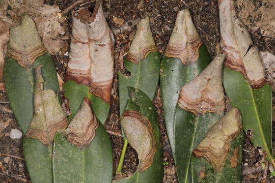 Imagem de Colletotrichum gloeosporioides (Penz.) Penz. & Sacc. 1884