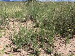 Image of curly-mesquite