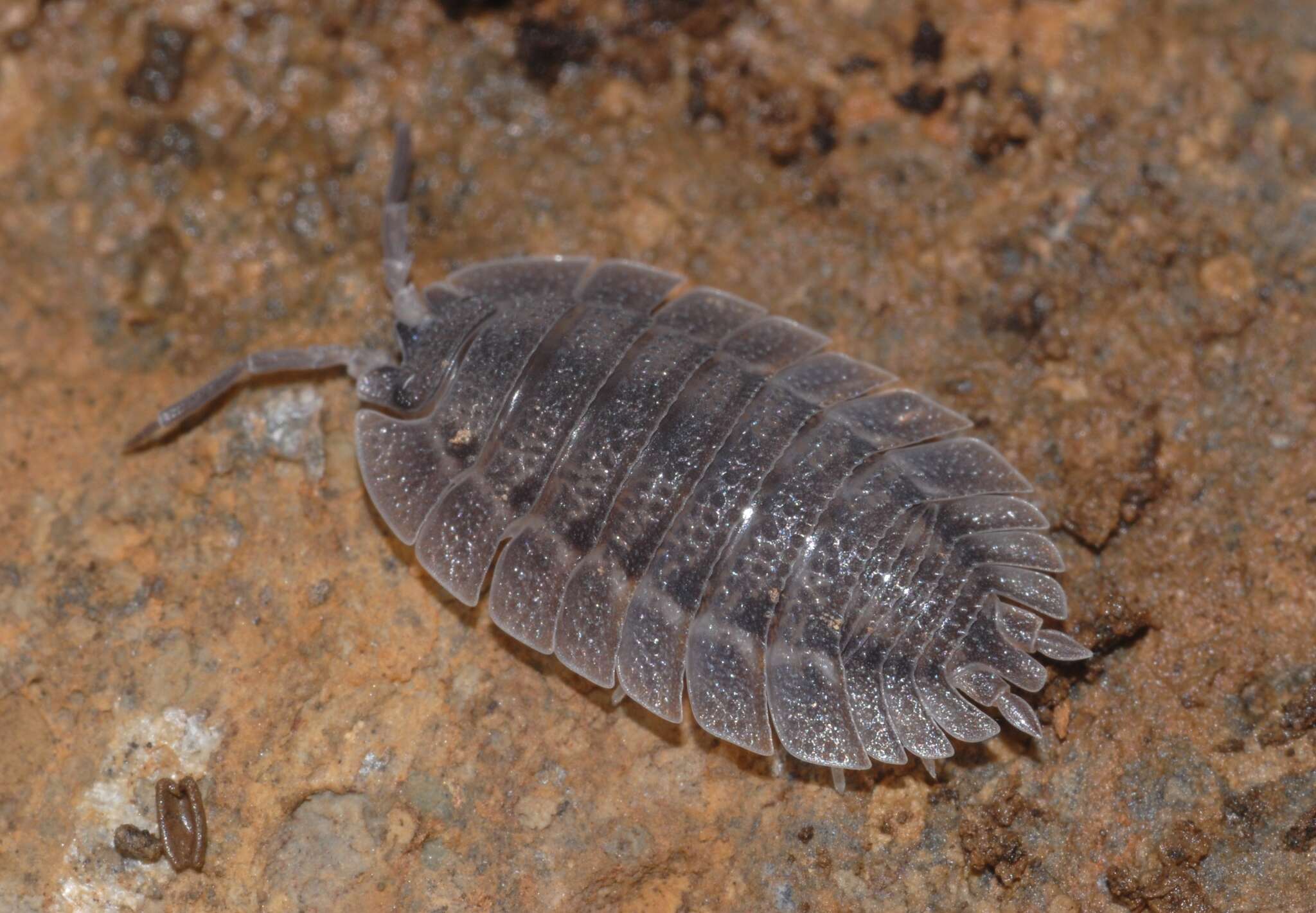 Image of Porcellio spatulatus Costa 1882