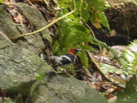 Image of Chestnut-naped Forktail