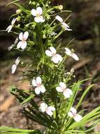 Sivun Stylidium adnatum R. Br. kuva