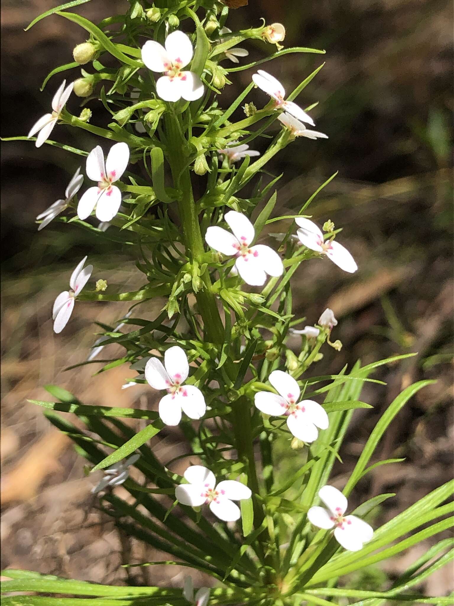 Sivun Stylidium adnatum R. Br. kuva