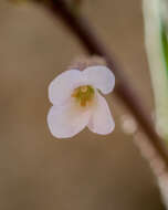 Image of Holboell's rockcress