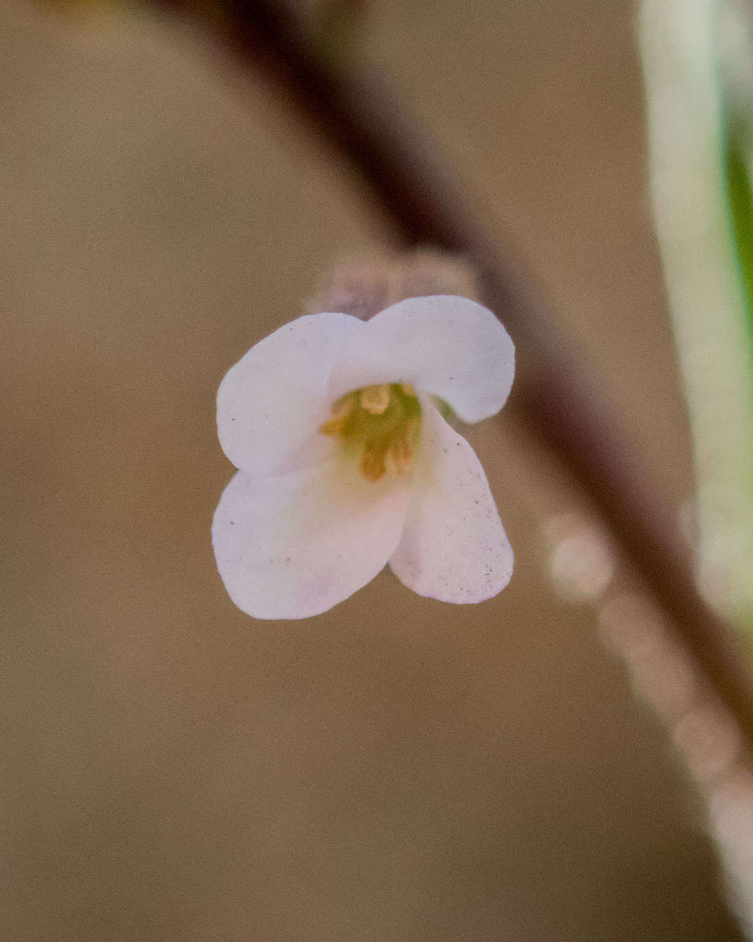 Image of Holboell's rockcress