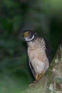 Image of Barred Forest Falcon