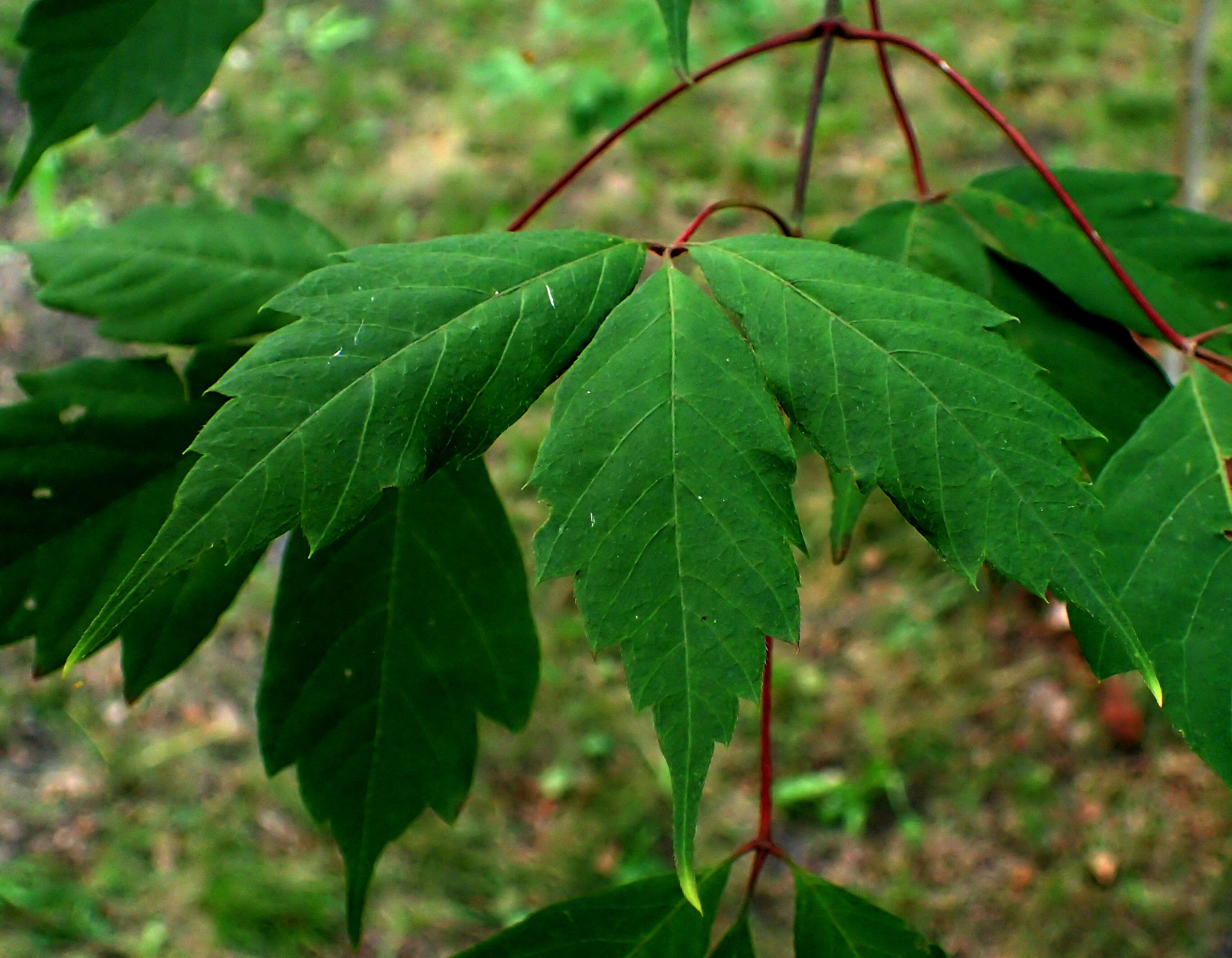 Acer cissifolium (Sieb. & Zucc.) C. Koch resmi