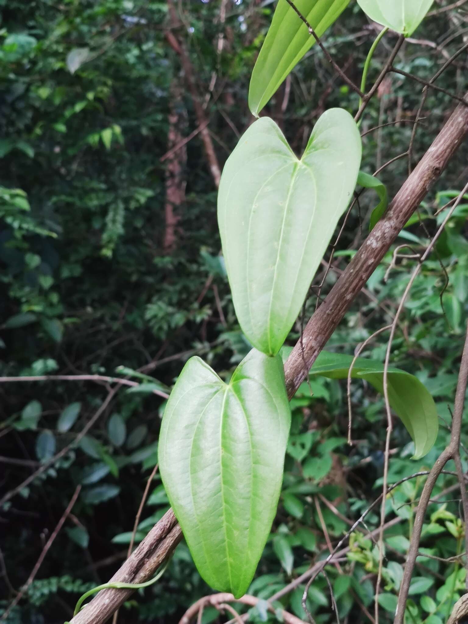 Image of water yam