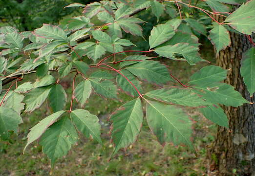 Acer cissifolium (Sieb. & Zucc.) C. Koch resmi