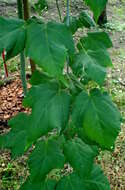 Image of Acer crataegifolium Sieb. & Zucc.