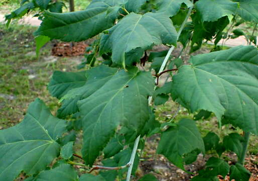 Image of Acer crataegifolium Sieb. & Zucc.