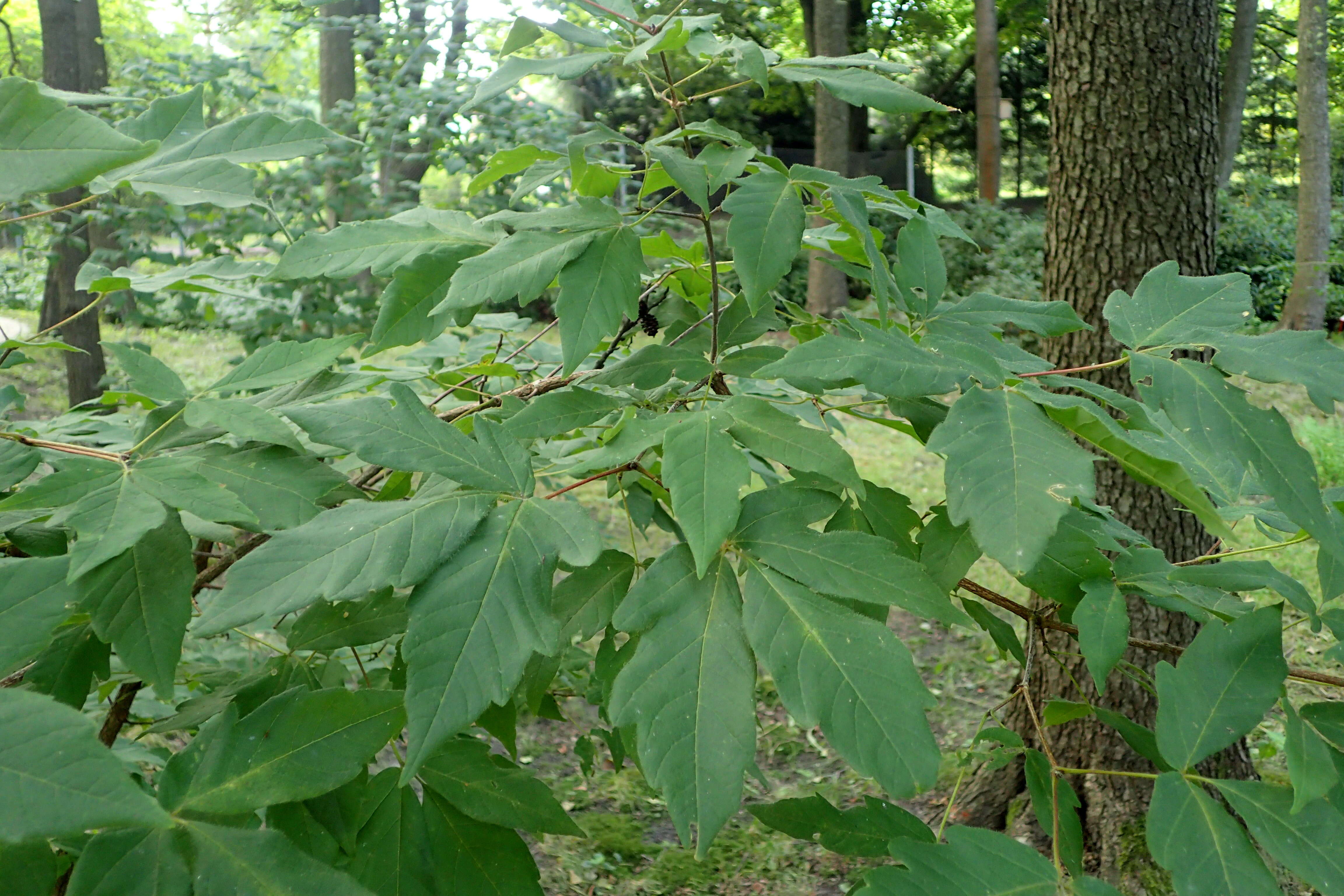 三花枫的圖片