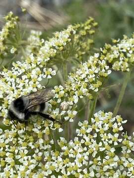 Image of Bombus patagiatus Nylander 1848