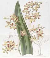 Sivun Encyclia oncidioides (Lindl.) Schltr. kuva